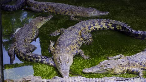 float of saltwater crocodiles sleeping in the shallow water at barnacles crocodile farm