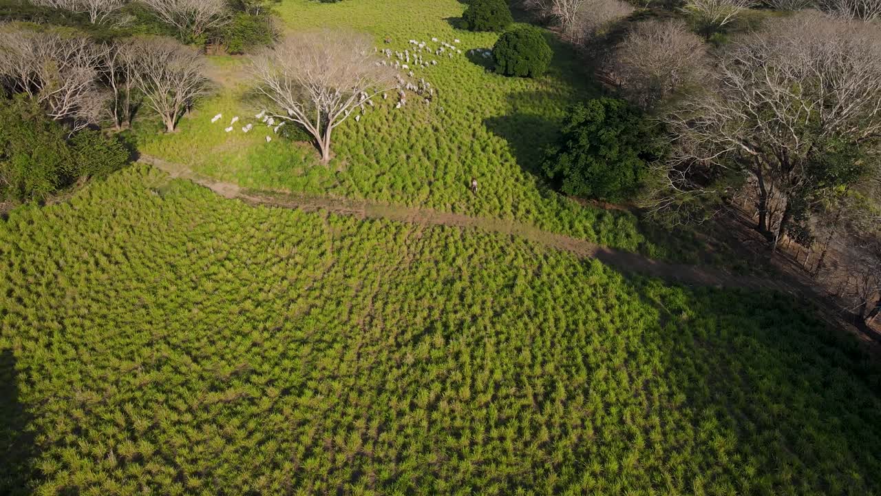Premium stock video - Shepard herding cows in guanacaste costa rica ...