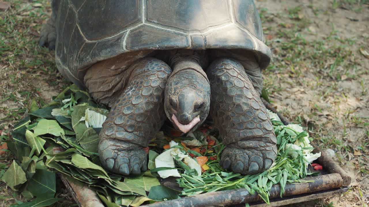 гигантская черепаха ест овощи.