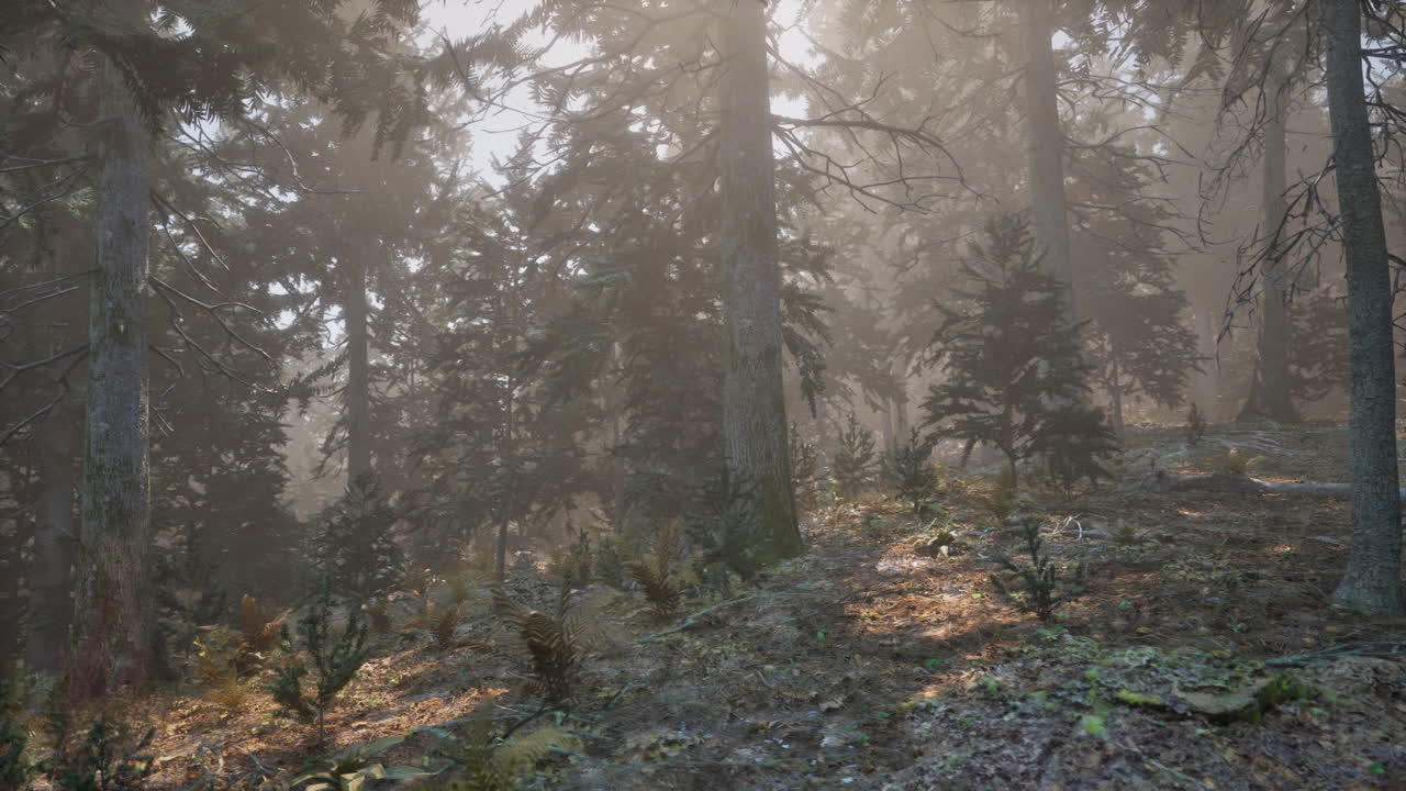 Autumn pine forest on a foggy morning