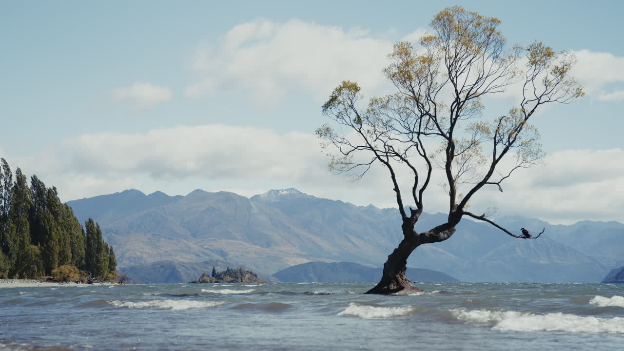 The Lonely Tree at Lake Wanaka, New Zealand