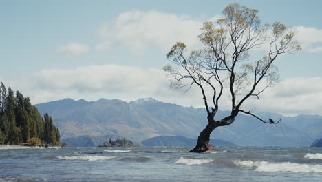the lonely tree at lake wanaka, new zealand