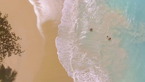 family swims in tropical caribbean water with golden sand beach