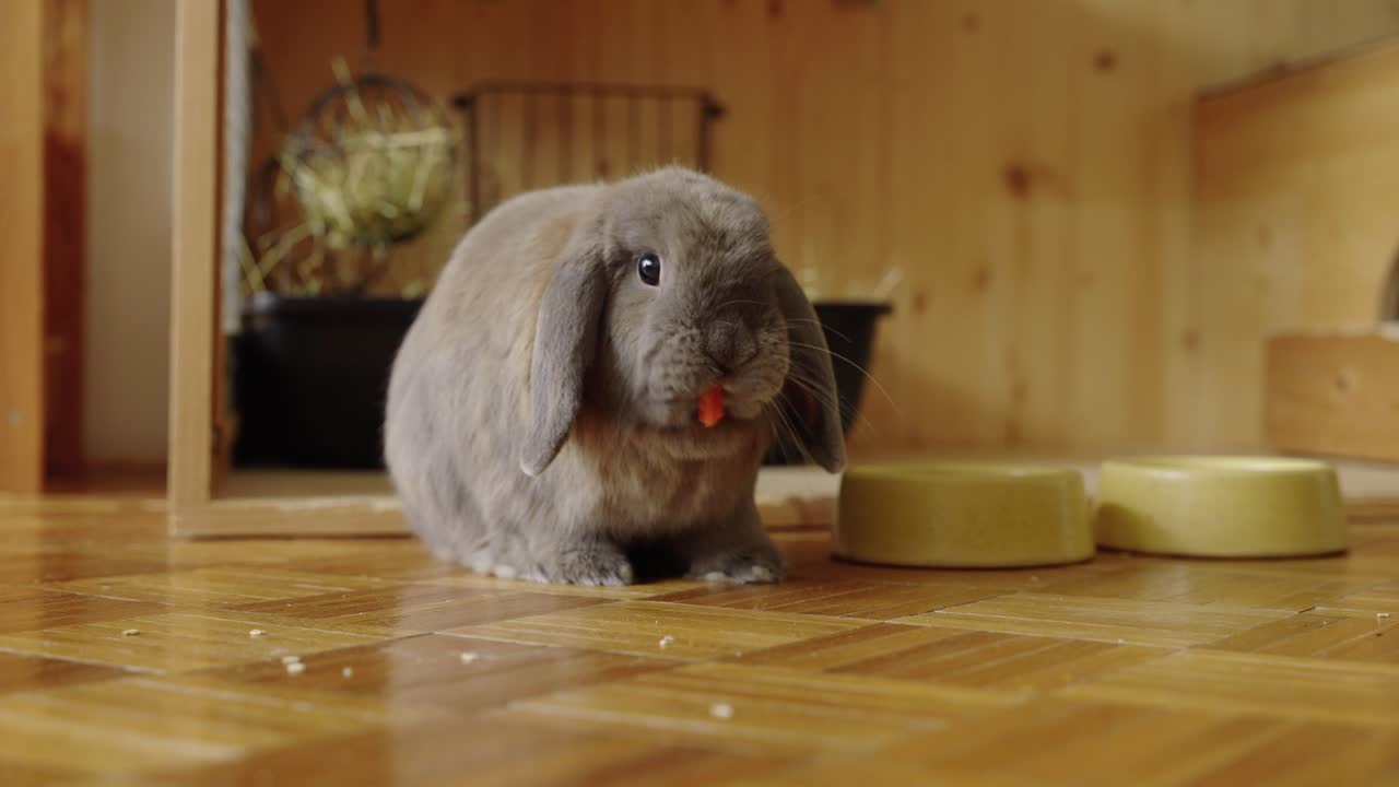 토끼는 당근을 기대하고, 먹은 후 uhd에 도망갑니다