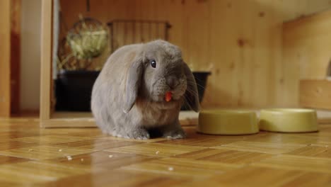 el conejo espera una zanahoria, después de comer se escapa en uhd