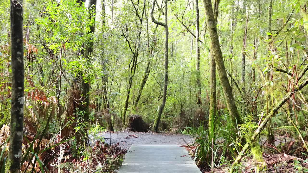 울창 한 초록색 열대 우림 을 가로지르는 나무 로 된 길