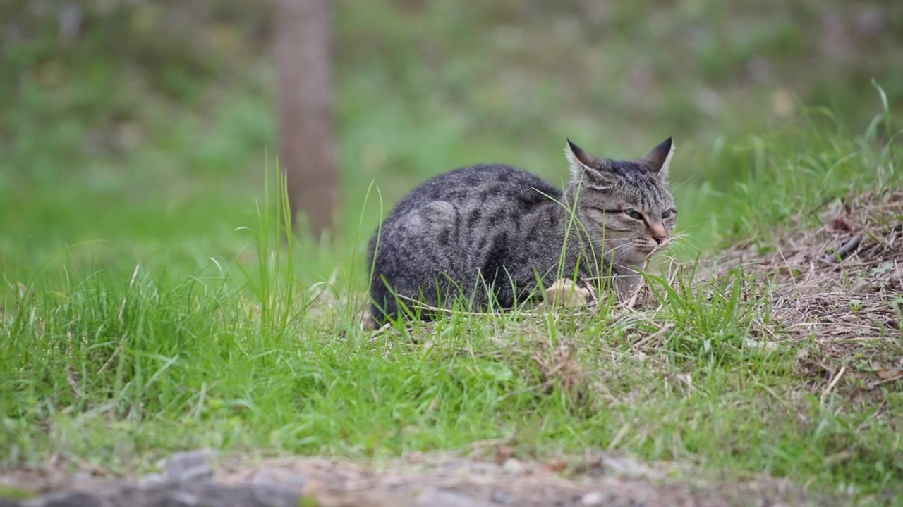 Stribet kat sidder på græsset i en have