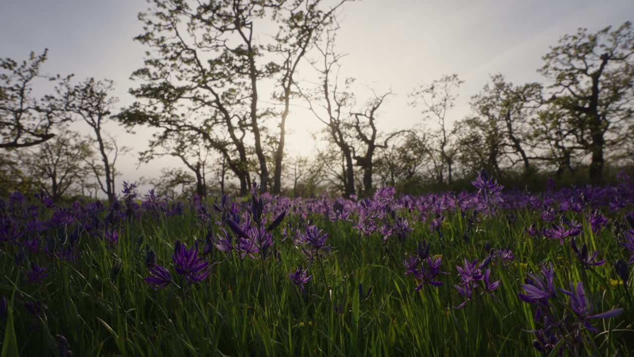 Slow motion of Camas flowers in bloom in a Garry Oak Meadow in Victoria, BC, Canada.