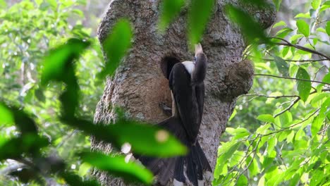 un individuo llega desde la derecha para alimentarse y luego vuela hacia la derecha, ptilolaemus austeni, tailandia