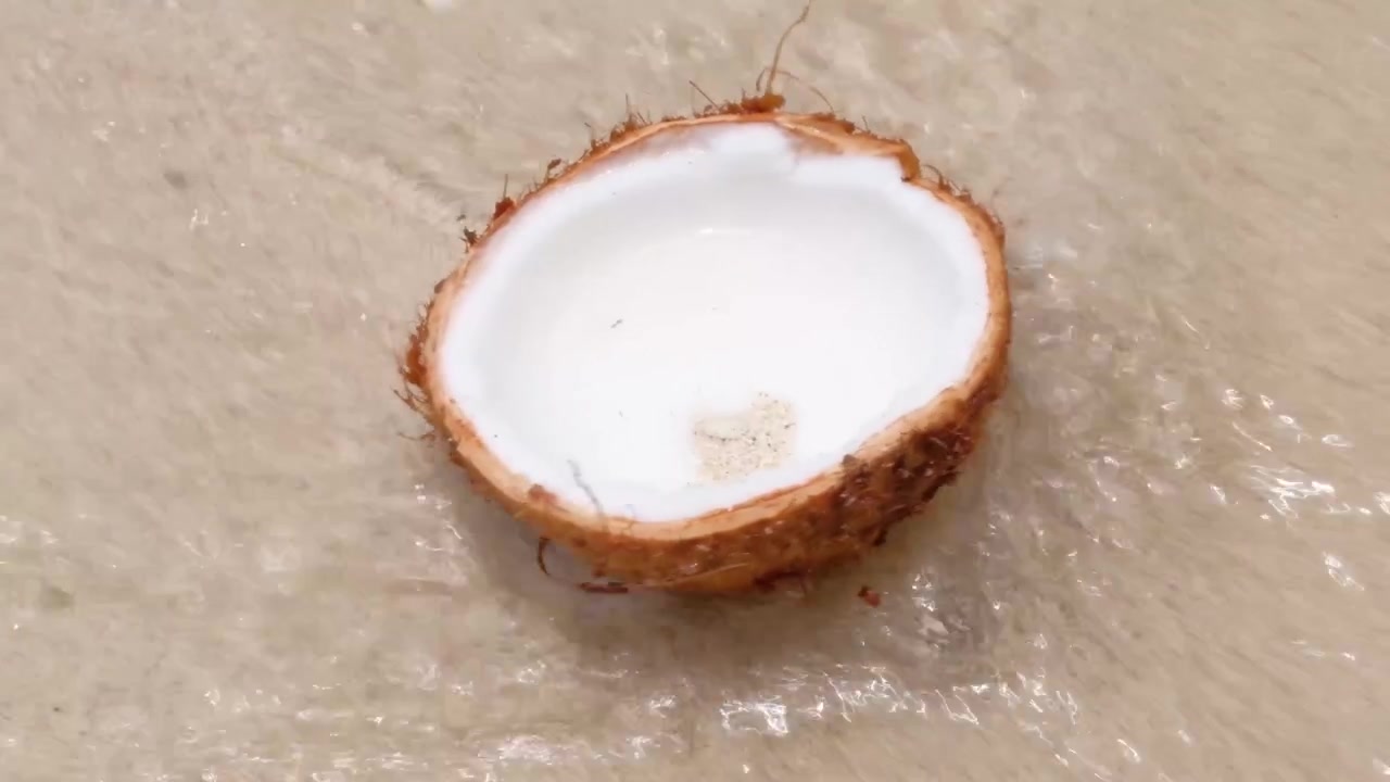 Half a coconut washes up on the beach of a remote tropical island.