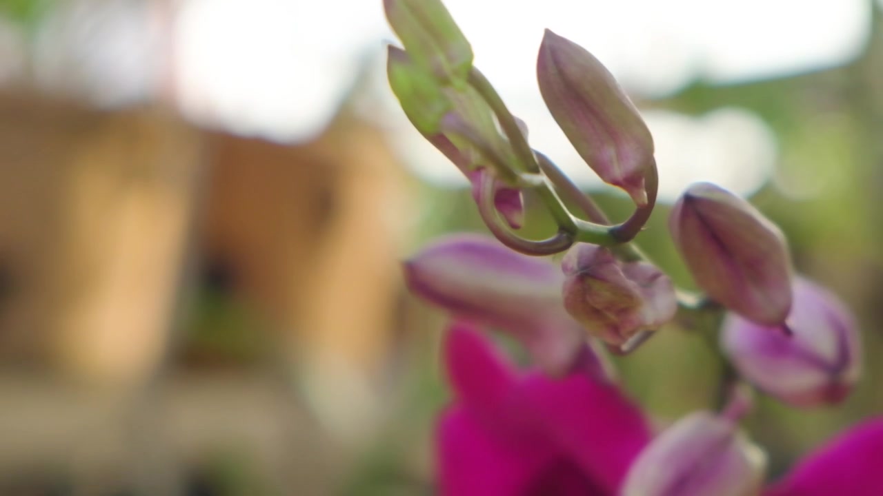 Fiori rosa in movimento al rallentatore