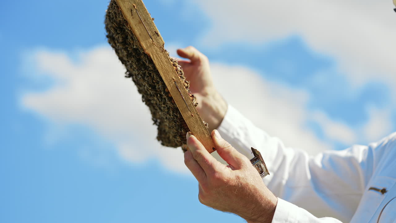 Frame with bees in beekeeper's hands. Apiarist examining bees on honeycombs on blue sky background. Side view. Beekeeping process.