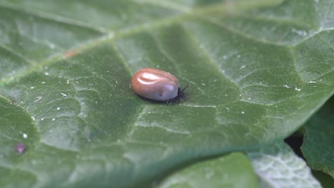 Tick-parasite-full-of-blood-after-sucking-from-host---Now-crawling-on-green-leaf-in-nature-and-looking-for-shelter-while-heavy-to-crawl