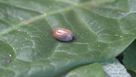 tick parasite full of blood after sucking from host - now crawling on green leaf in nature and looking for shelter while heavy to crawl