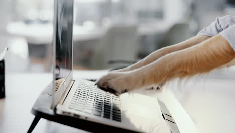 dog typing on laptop
