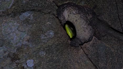 Head-seen-out-of-the-hole-in-a-tree-then-the-camera-zooms-out-while-insects-move-around-the-surface-of-the-tree,-Olive-Dasia-or-Olive-Tree-Skink-Dasia-olivacea,-Thailand