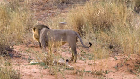 Lions-After-Mating,-Female-Lioness-Rolling-Around