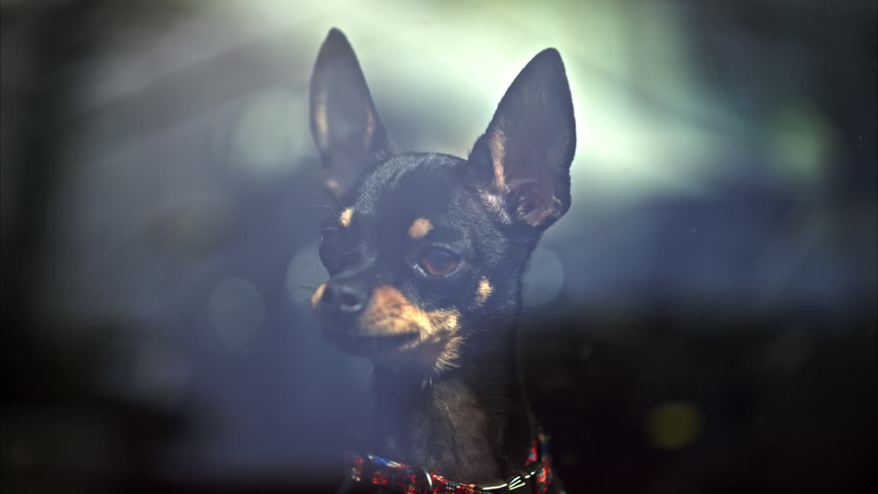 Un perro ratonero de Praga ladrando y de pie a la luz en la ventana, encerrado en un coche