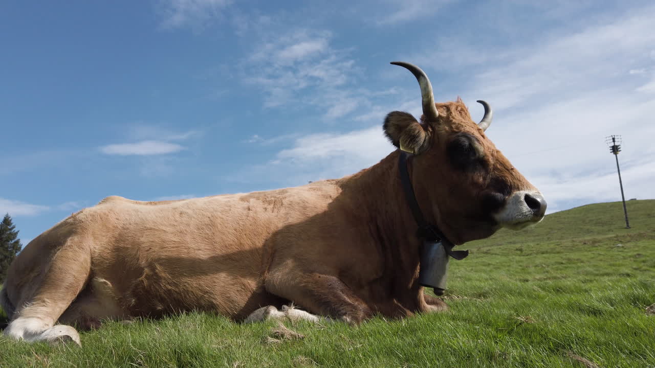 산의 초원 에서 목초지 를 잡고 있는 소
