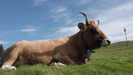 vaca pastando en un prado de montaña