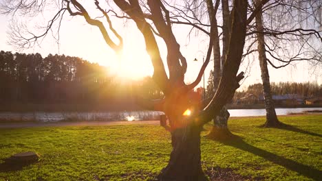 sunbeams seen through trees. sun watching through trees and leaves