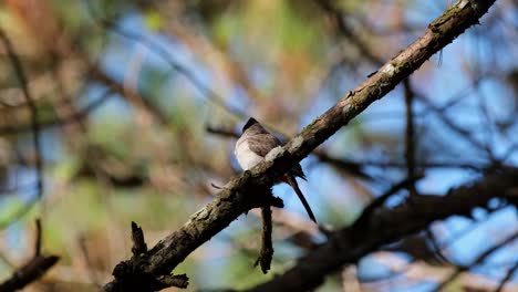 posado en una rama mirando por encima de su hombro derecho, bulbul pycnonotus aurigaster con cabeza de hollín, phu ruea, ming mueang, loei en tailandia
