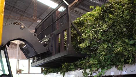 a forklift picks up a cultivar of green leaves of yerba mate, a traditional south american drink, for further processing