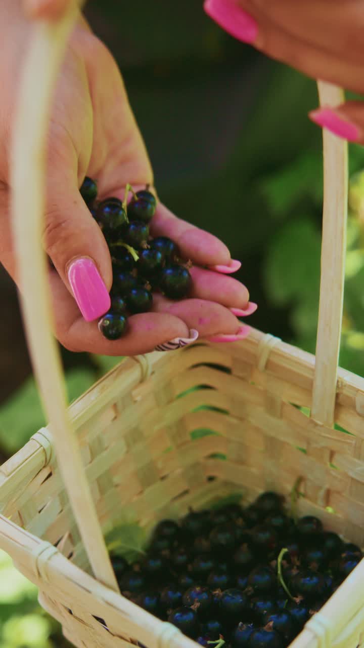 Gathering Fresh Berries: A Close-Up View of a Hand Picking Blackcurrants and Placing Them in a Woven Basket Surrounded by Lush Greenery in a Sunlit Garden