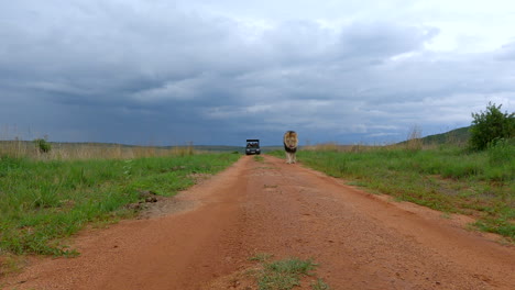 un león macho camina por un camino de tierra en una reserva de caza con un vehículo de safari en la parte trasera