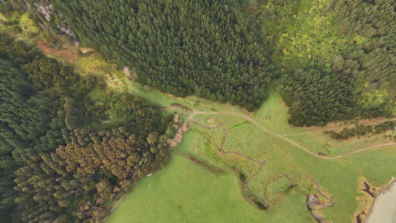 Dense green pine forest covering rolling hills near Picton, South Island of New Zealand, small stream in valley. Aerial top-down pov