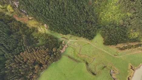 dense green pine forest covering rolling hills near picton, south island of new zealand, small stream in valley. aerial top-down pov