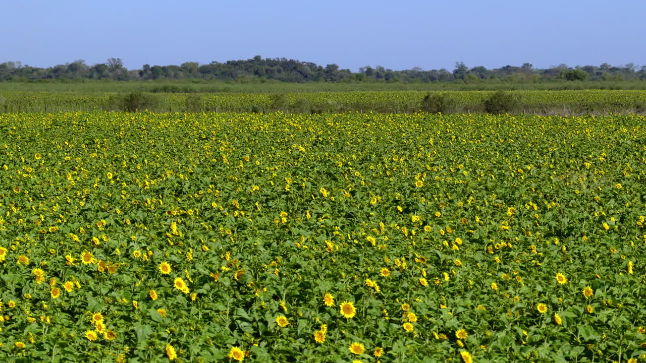 Low-altitude drone fly at a rural green meadow full of yellow sunflowers under a blue sky