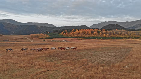 aerial view of herd of horses grazing on slope meadow