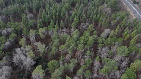 Aerial view flying over old patched two lane forest road with car moving green trees of dense woods growing both sides