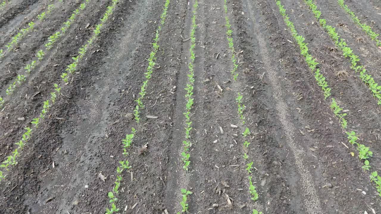 soja joven que crece en filas