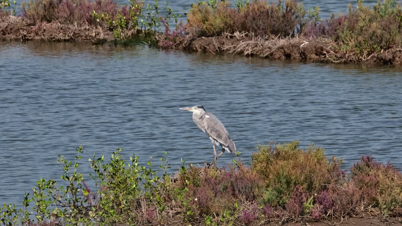 이 새가 왼쪽으로 향하는 동안 카메라가 확대됩니다.