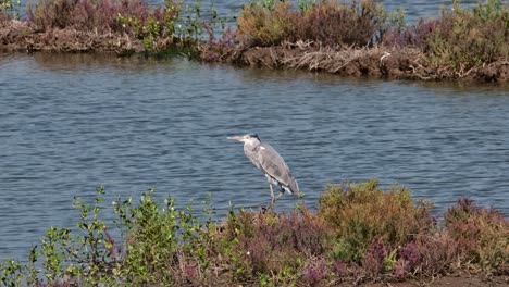 Die-Kamera-Zoomt-Heran,-Während-Dieser-Vogel-Nach-Links-Blickt,-Graureiher-Ardea-Cinerea,-Thailand