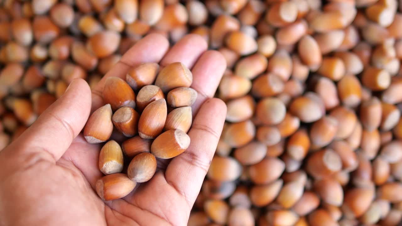 Handful of Hazelnuts