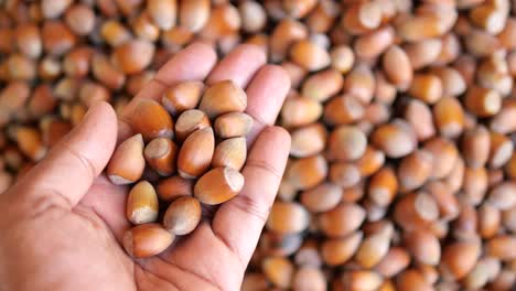 handful of hazelnuts