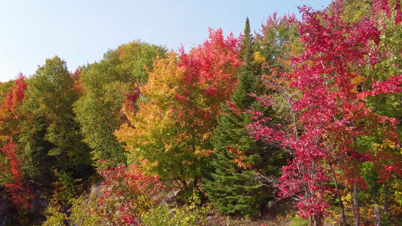 Enjoy a bird's eye view through the color palette of an autumn forest in Canada