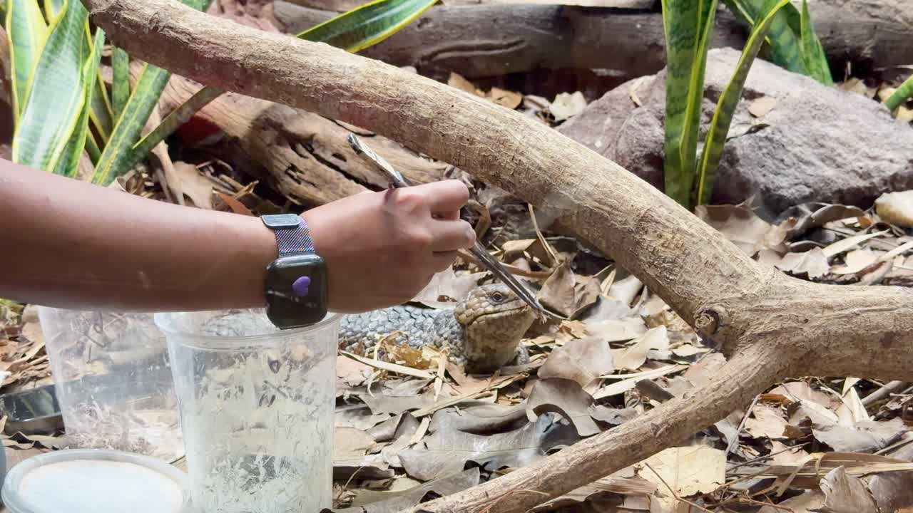 Primer plano de un cuidador del zoológico usando pinzas para alimentar a un escinco de lengua azul en Singapur