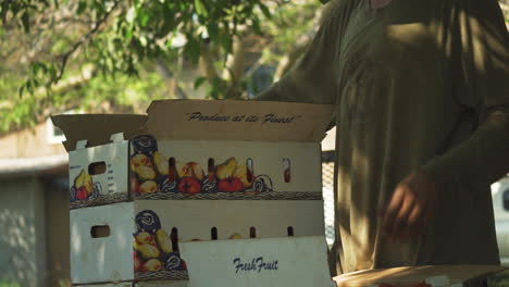 persona empacando frutas de tomate en una caja de cartón