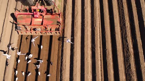 El-Trabajo-Agrícola-En-Un-Tractor-El-Agricultor-Siembra-Grano.-Los-Pájaros-Hambrientos-Vuelan-Detrás-Del-Tractor-Y-Comen-Cereales-De-La-Tierra-Cultivable.