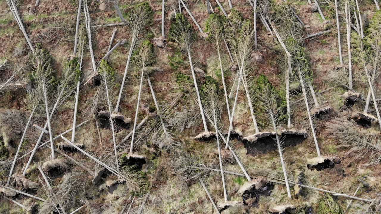 imágenes aéreas de un bosque dañado con árboles arrancados durante una fuerte tormenta de viento