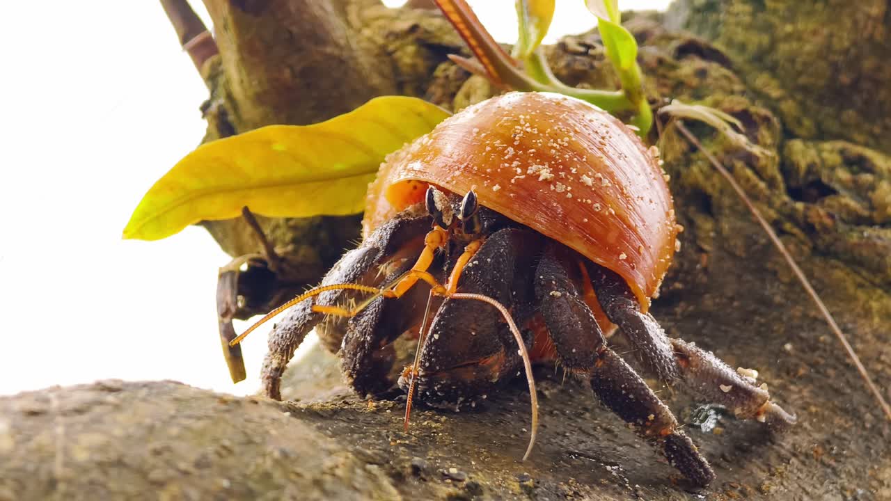 Hermit crab in its shell