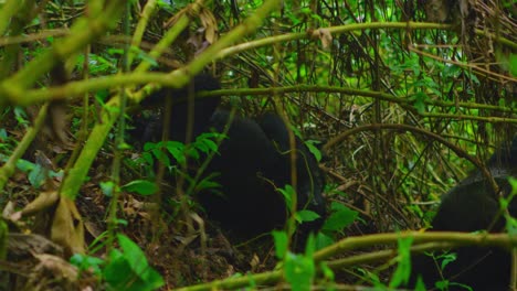 Los-Gorilas-Bebés-Juegan-A-Pelear-En-El-Parque-Nacional-Salvaje-De-Los-Volcanes,-Ruanda