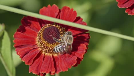 primer plano de gerbera roja bajo un tallo verde con en sus pistilos una abeja trabajadora que está polinizando