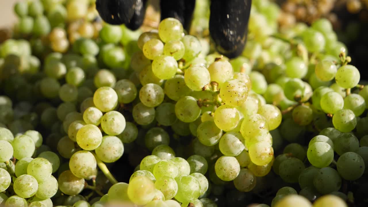 포도원 수확에 포도로 가득 찬 상자에 포도 다발을 손에 넣습니다.