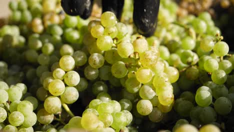 coloque a mano un racimo de uvas en una caja llena de uvas en la cosecha de viñedos