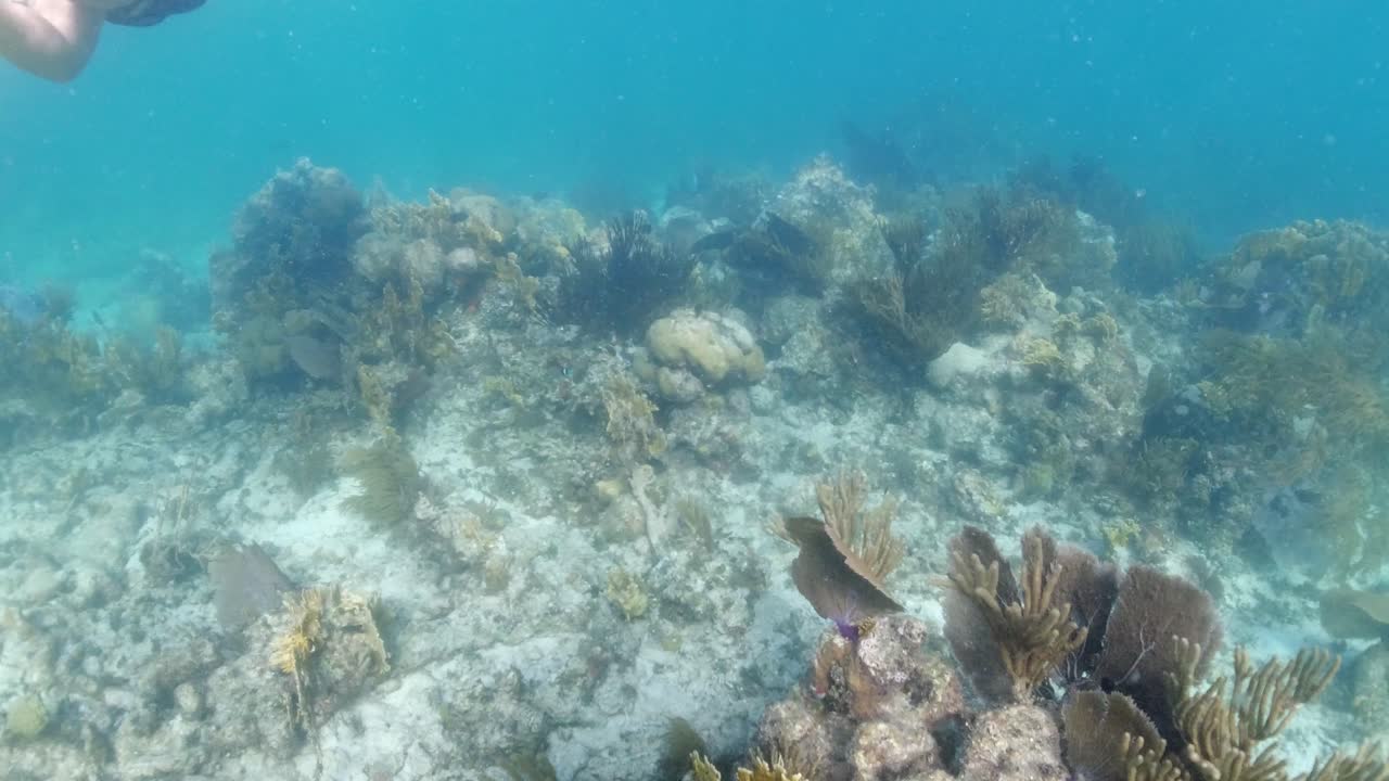 small tropical fish, snorkeler, and beautiful live healthy coral in the British Virgin Islands